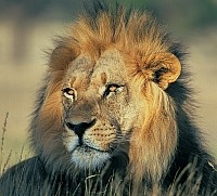 Löwe